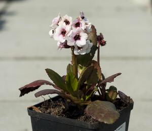 Bergénie srdčitá 'Angel Kiss' - Bergenia cordifolia 'Angel Kiss'