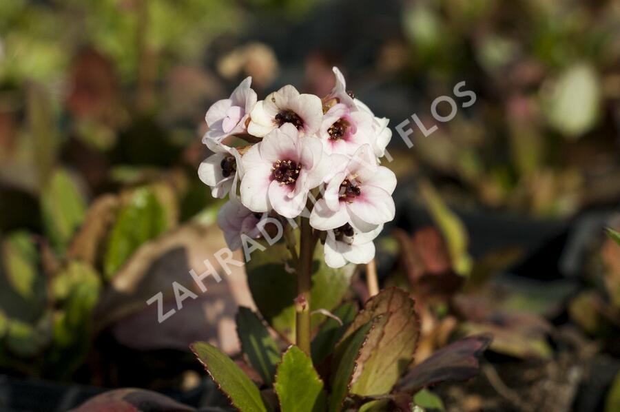 Bergénie srdčitá 'Angel Kiss' - Bergenia cordifolia 'Angel Kiss'