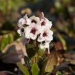 Bergénie srdčitá 'Angel Kiss' - Bergenia cordifolia 'Angel Kiss'