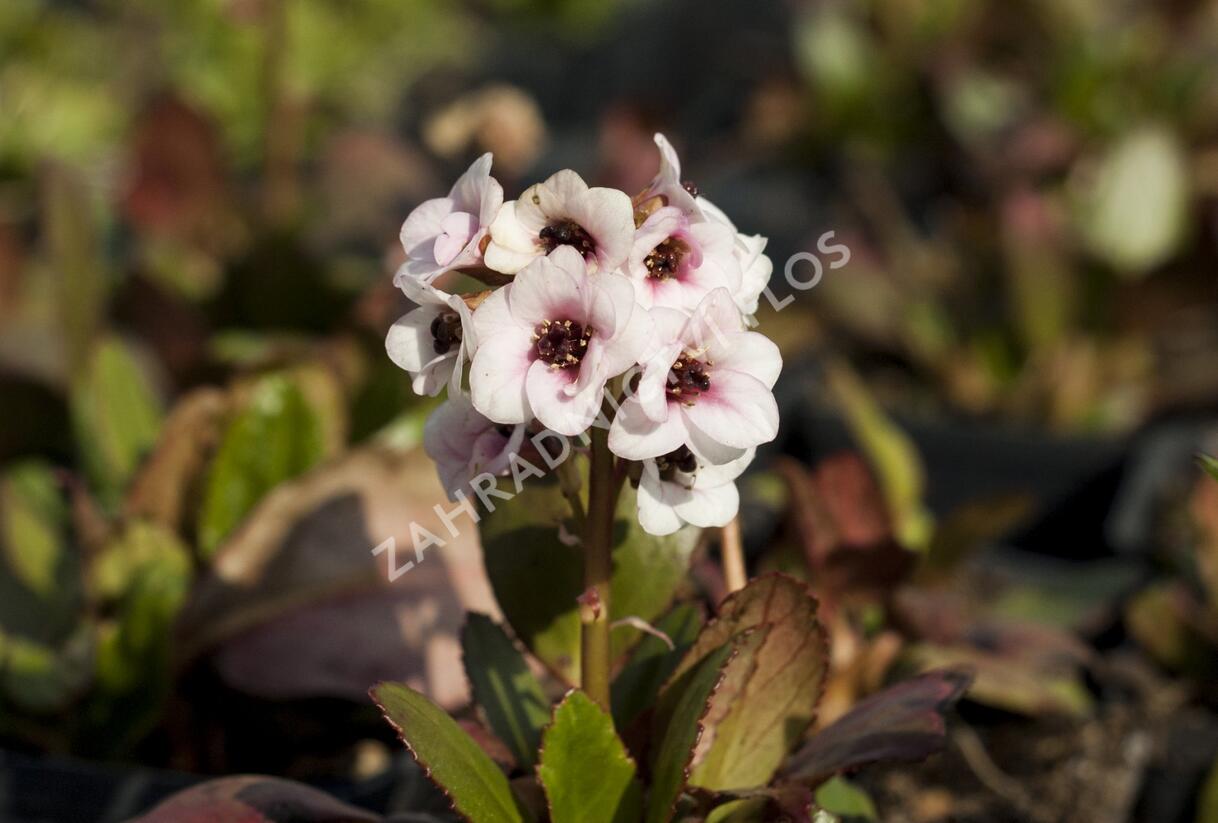 Bergénie srdčitá 'Angel Kiss' - Bergenia cordifolia 'Angel Kiss'