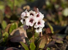 Bergénie srdčitá 'Angel Kiss' - Bergenia cordifolia 'Angel Kiss'