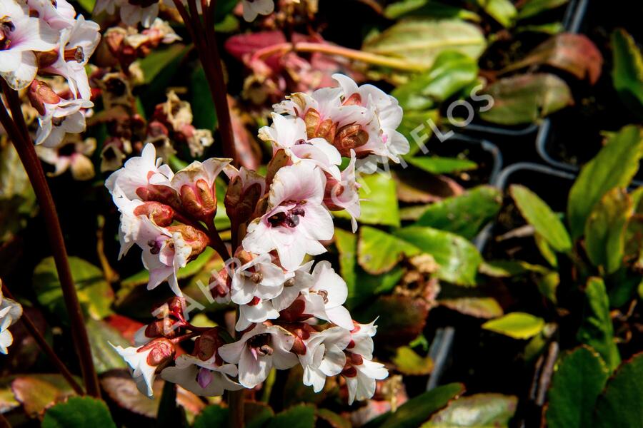 Bergénie srdčitá 'Angel Kiss' - Bergenia cordifolia 'Angel Kiss'