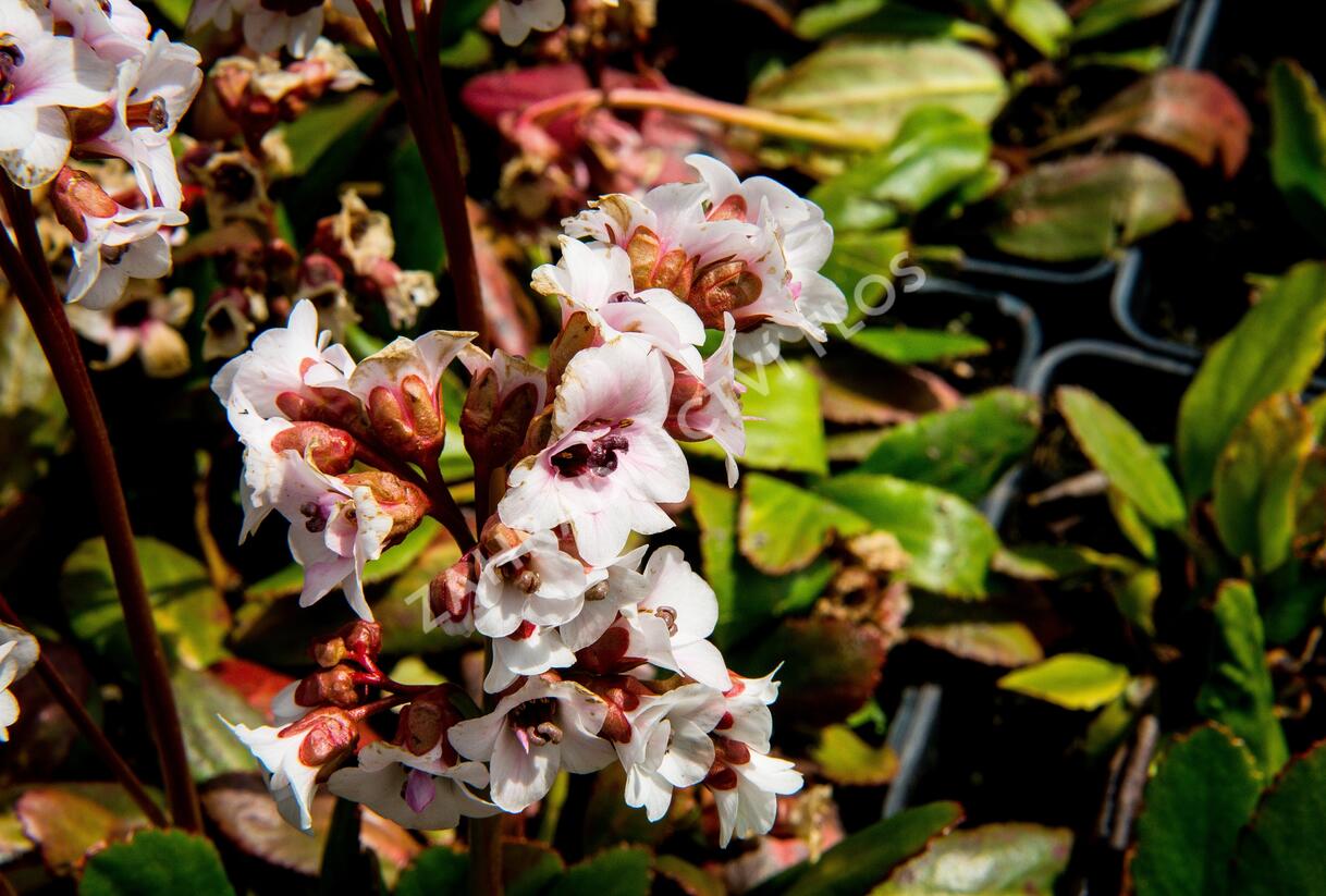 Bergénie srdčitá 'Angel Kiss' - Bergenia cordifolia 'Angel Kiss'