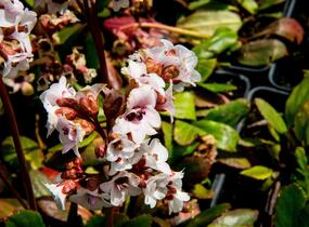 Bergénie srdčitá 'Angel Kiss' - Bergenia cordifolia 'Angel Kiss'