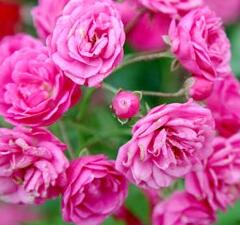 Růže mnohokvětá 'Gabrielle Privat' - Rosa MK 'Gabrielle Privat'