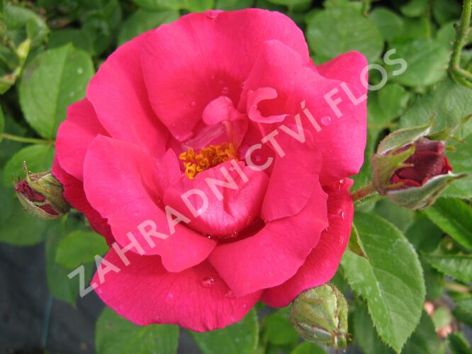 Růže mnohokvětá 'Zorka' - Rosa MK 'Zorka'