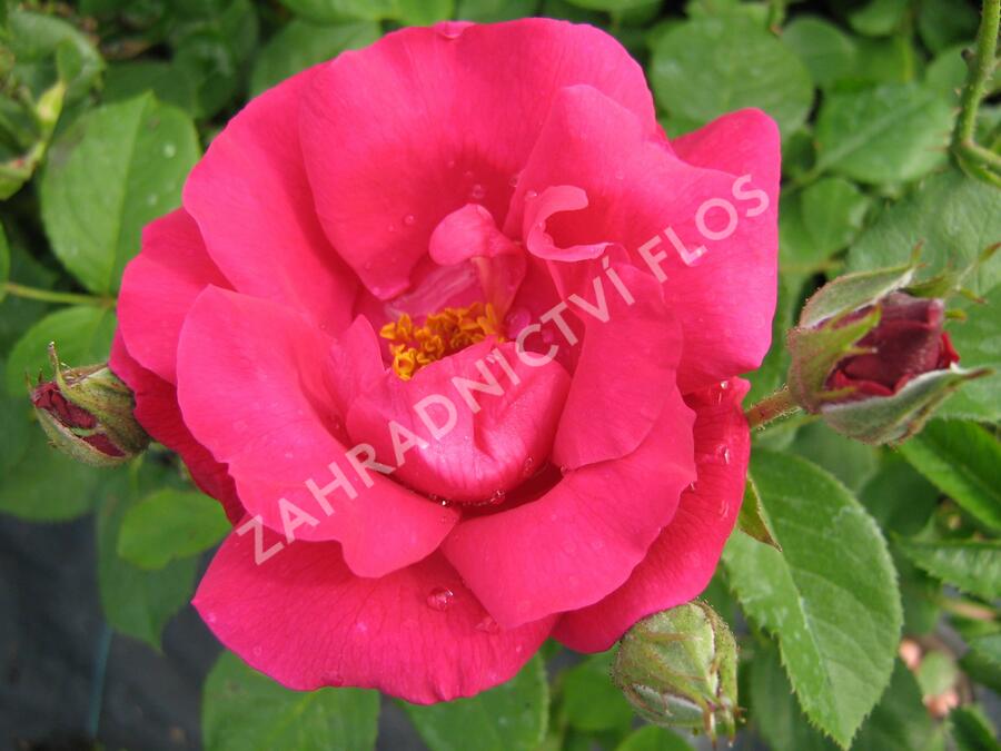 Růže mnohokvětá 'Zorka' - Rosa MK 'Zorka'