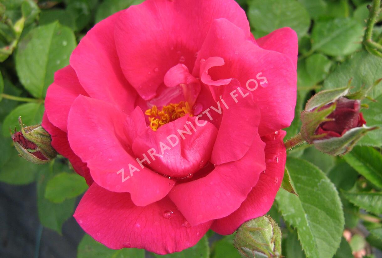 Růže mnohokvětá 'Zorka' - Rosa MK 'Zorka'