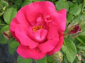 Růže mnohokvětá 'Zorka' - Rosa MK 'Zorka'