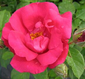 Růže mnohokvětá 'Zorka' - Rosa MK 'Zorka'