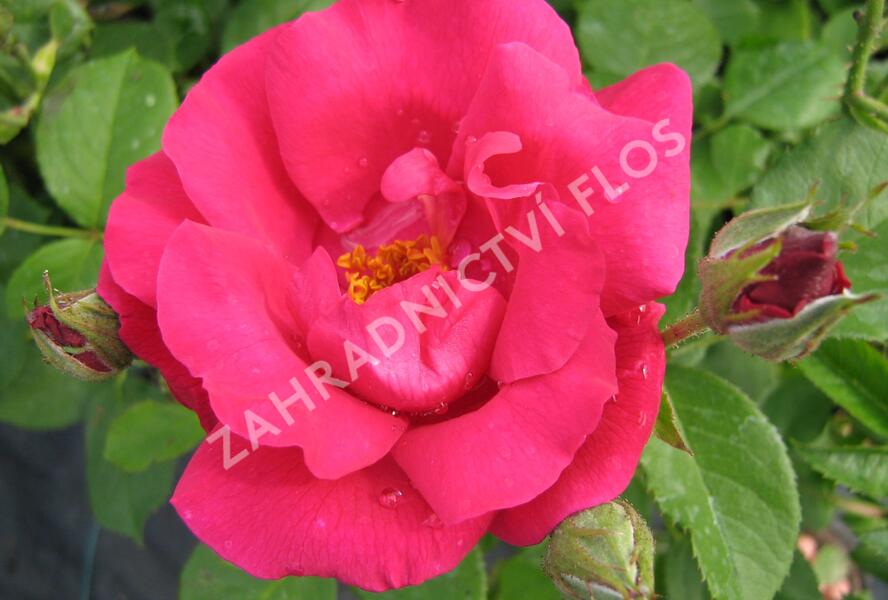 Růže mnohokvětá 'Zorka' - Rosa MK 'Zorka'