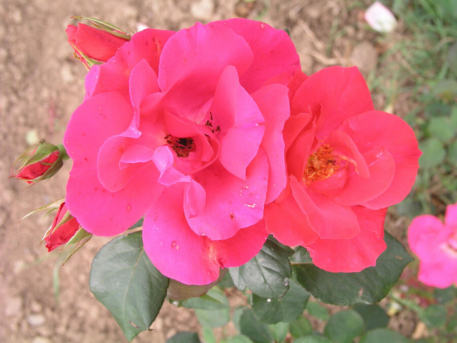 Růže mnohokvětá 'Zorka' - Rosa MK 'Zorka'