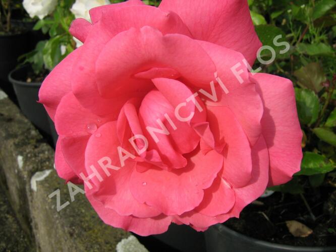 Růže mnohokvětá 'Tom Tom' - Rosa MK Symfonie 'Tom Tom'