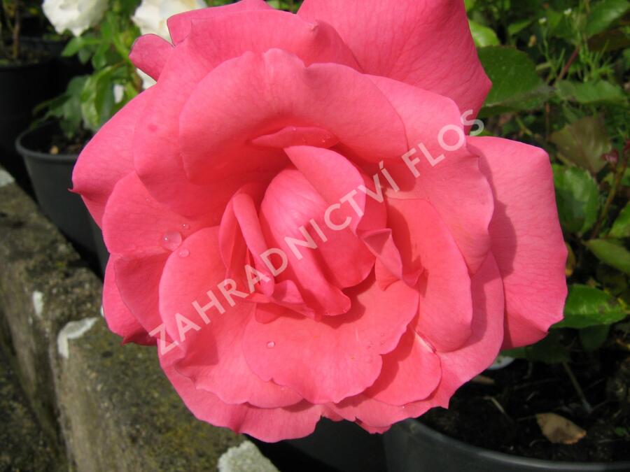 Růže mnohokvětá 'Tom Tom' - Rosa MK Symfonie 'Tom Tom'