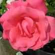 Růže mnohokvětá 'Tom Tom' - Rosa MK Symfonie 'Tom Tom'
