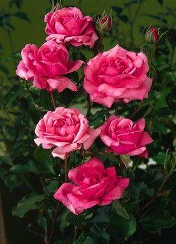 Růže mnohokvětá 'Tom Tom' - Rosa MK Symfonie 'Tom Tom'