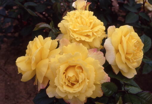 Růže mnohokvětá 'Chinatown' - Rosa MK Symfonie 'Chinatown'