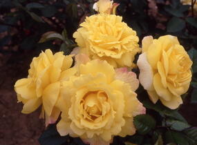 Růže mnohokvětá 'Chinatown' - Rosa MK Symfonie 'Chinatown'