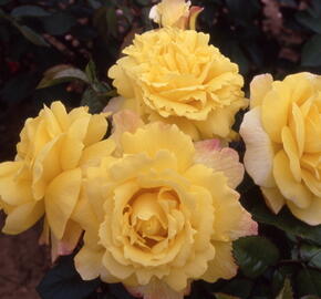 Růže mnohokvětá 'Chinatown' - Rosa MK Symfonie 'Chinatown'