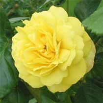 Růže mnohokvětá 'Chinatown' - Rosa MK Symfonie 'Chinatown'