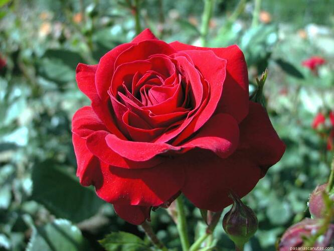 Růže mnohokvětá Poulsen 'Nina Weibull' - Rosa MK 'Nina Weibull'