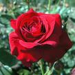 Růže mnohokvětá Poulsen 'Nina Weibull' - Rosa MK 'Nina Weibull'