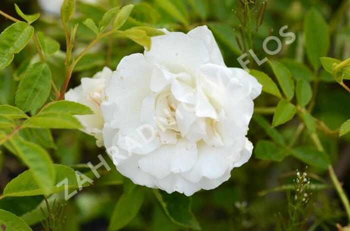 Růže mnohokvětá 'Snoevit' - Rosa MK Potěšení 'Snoevit'