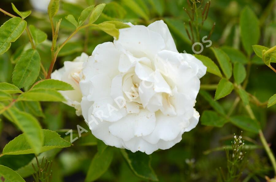 Růže mnohokvětá 'Snoevit' - Rosa MK Potěšení 'Snoevit'