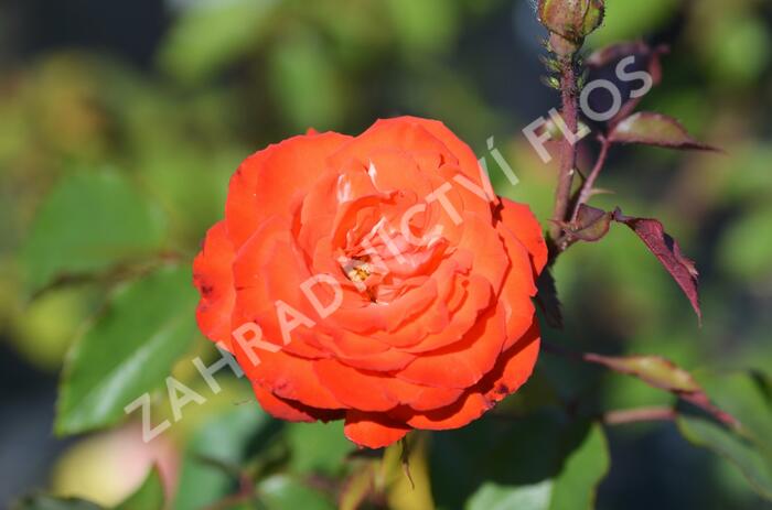 Růže mnohokvětá 'Orei Cocken' - Rosa MK 'Orei Cocken'