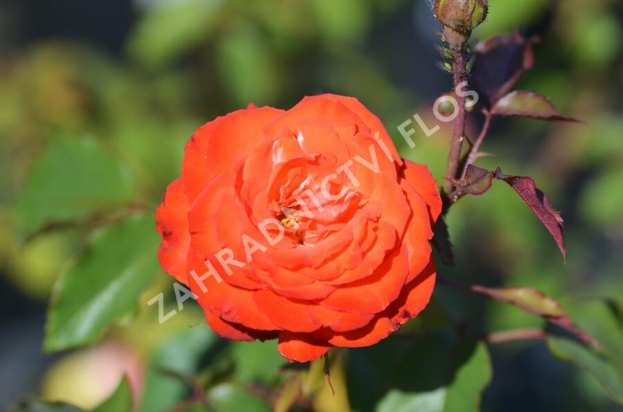 Růže mnohokvětá 'Orei Cocken' - Rosa MK 'Orei Cocken'