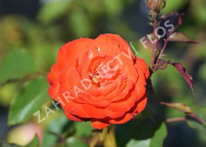 Růže mnohokvětá 'Orei Cocken' - Rosa MK 'Orei Cocken'