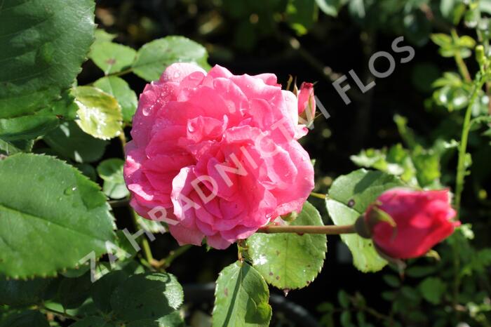 Růže mnohokvětá 'Floribunda' - Rosa MK 'Floribunda'
