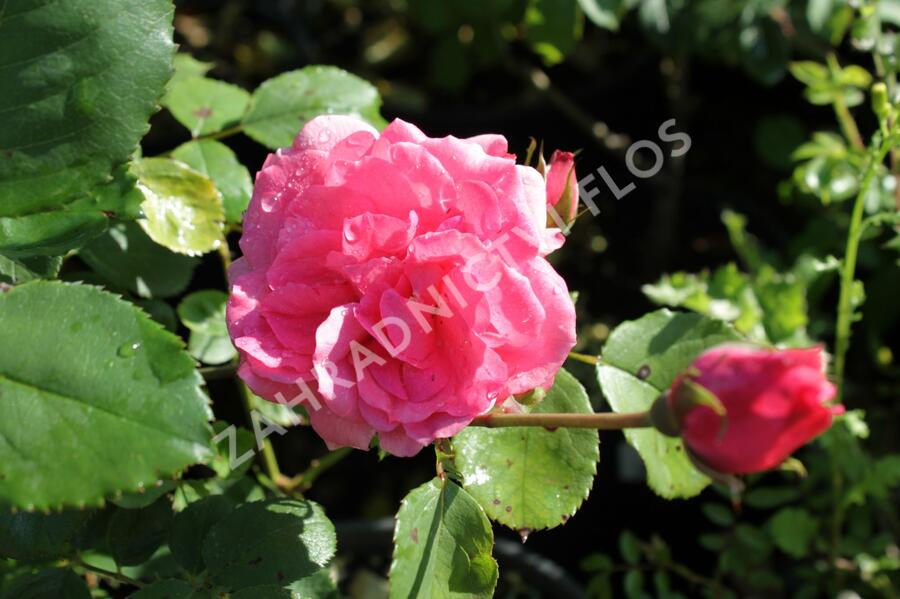 Růže mnohokvětá 'Floribunda' - Rosa MK 'Floribunda'