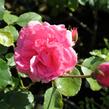 Růže mnohokvětá 'Floribunda' - Rosa MK 'Floribunda'