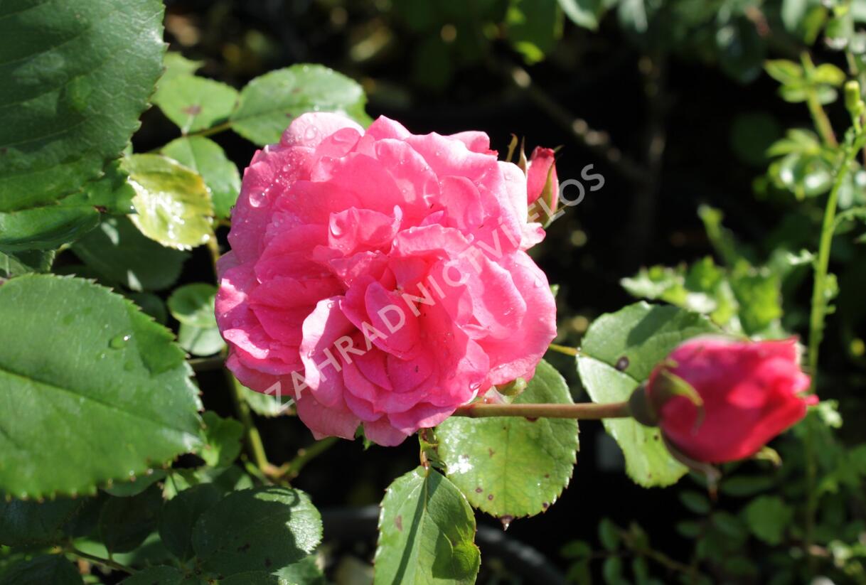 Růže mnohokvětá 'Floribunda' - Rosa MK 'Floribunda'
