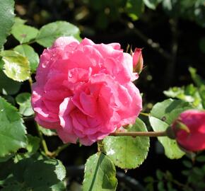 Růže mnohokvětá 'Floribunda' - Rosa MK 'Floribunda'