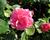 Růže mnohokvětá 'Floribunda'