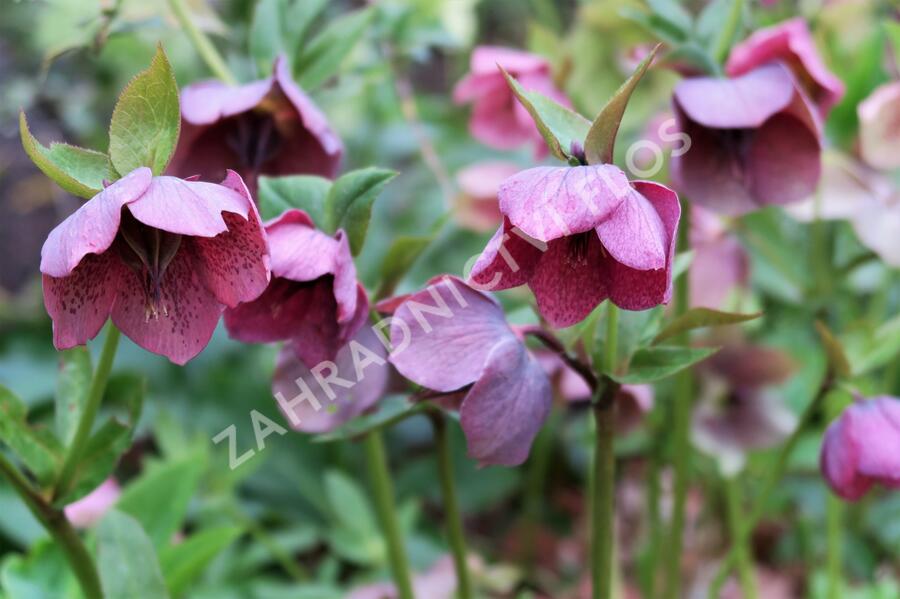 Čemeřice východní - Helleborus orientalis