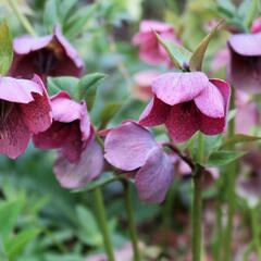 Čemeřice východní - Helleborus orientalis