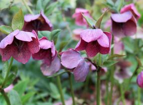 Čemeřice východní - Helleborus orientalis