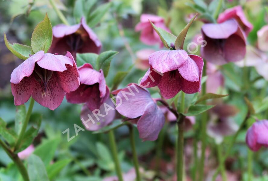 Čemeřice východní - Helleborus orientalis