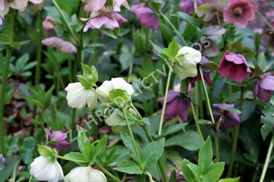 Čemeřice východní - Helleborus orientalis