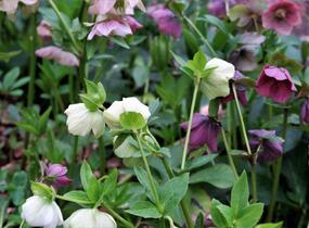 Čemeřice východní - Helleborus orientalis
