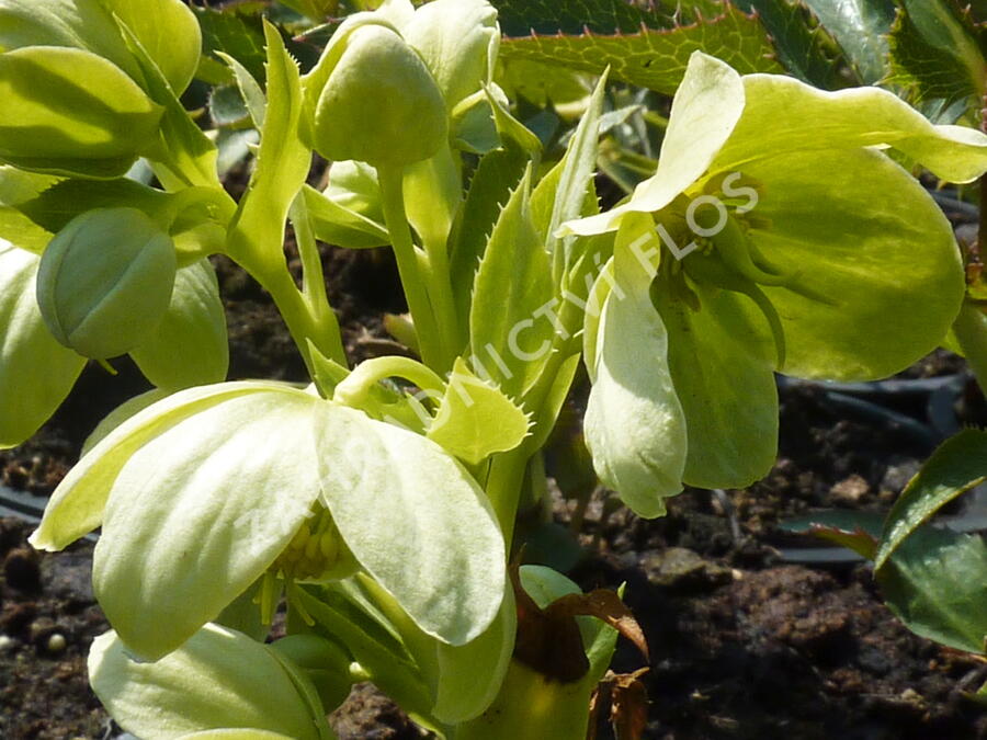 Čemeřice korsická - Helleborus argutifolius