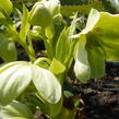 Čemeřice korsická - Helleborus argutifolius