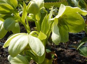 Čemeřice korsická - Helleborus argutifolius