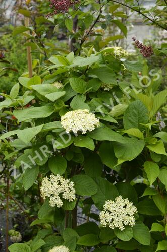 Kalina zkřížená - Viburnum carlcephalum