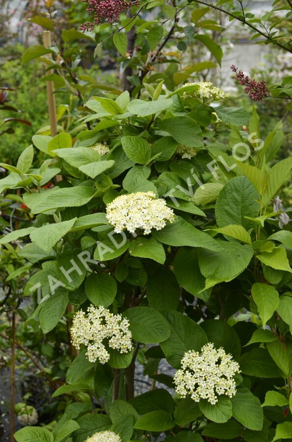 Kalina zkřížená - Viburnum carlcephalum