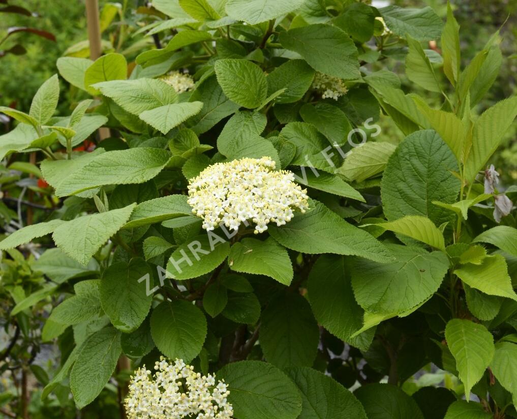 Kalina zkřížená - Viburnum carlcephalum