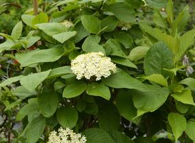 Kalina zkřížená - Viburnum carlcephalum